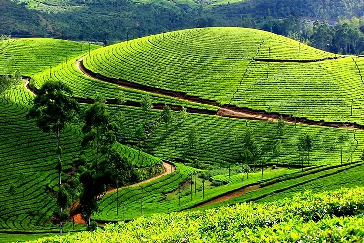 Munnar Tea Plantations
