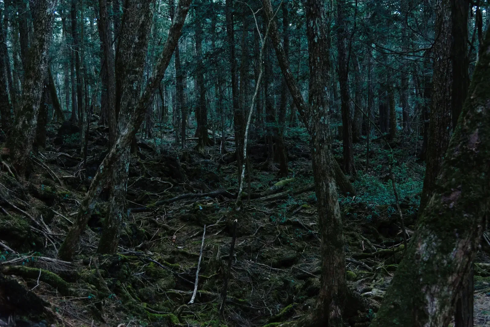 Aokigahara Forest