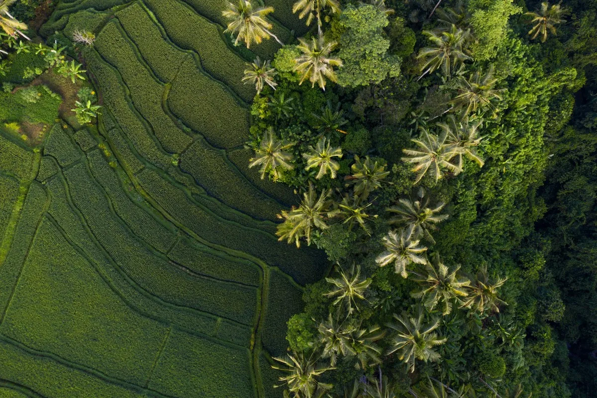 Secluded rice field in Ubud