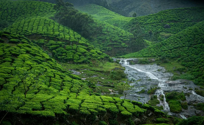 Rolling tea gardens and mist-covered hills of Munnar, Kerala’s scenic hill station.