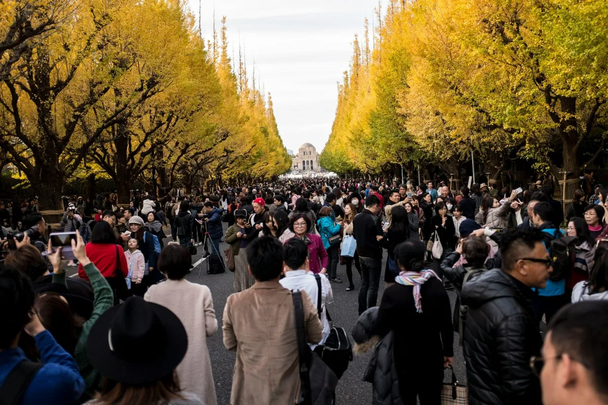 Autumn in Tokyo, beautiful Ginkgo trees all around.