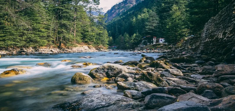 river surrounded by forests