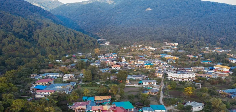 homes in between forests
