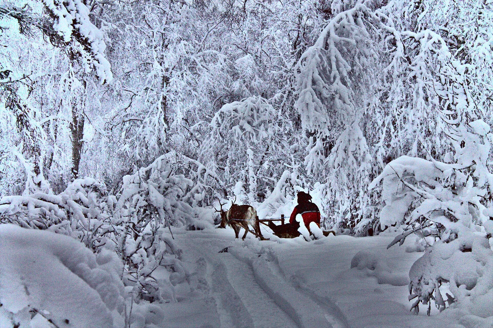 A reindeer sled on a snow track through Hietaliete forest in Lapland
