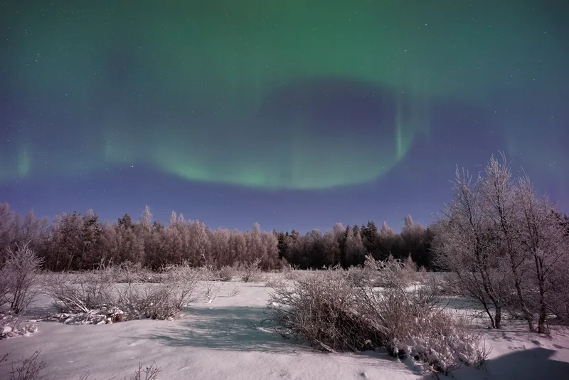 Aurora above a snow-covered spruce forest in Arctic Finland