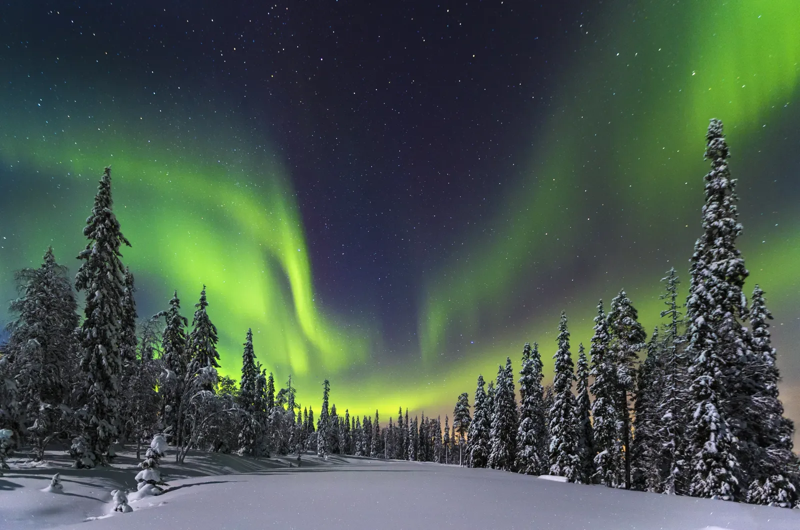 Snow-covered forest landscape under the Northern Lights in Finnish Lapland