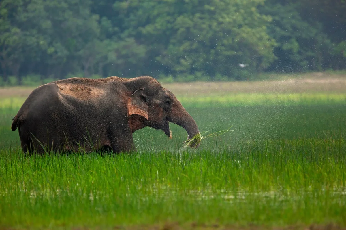 An elephant peacefully grazing in a lush green field in Chiang Rai, Thailand - representing ethical elephant tourism experiences.
