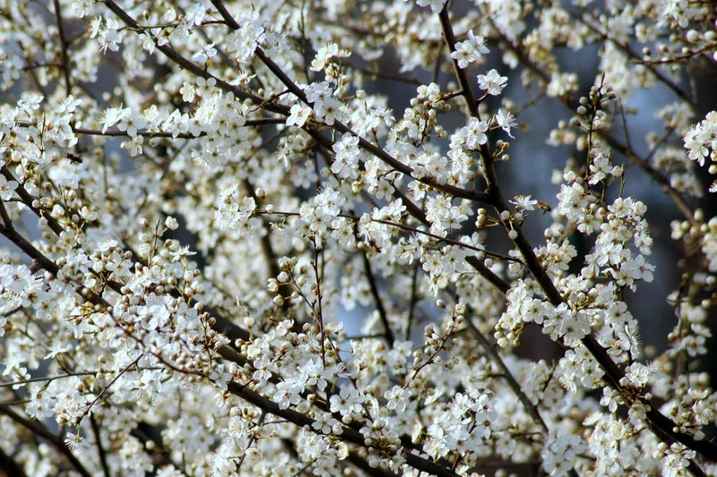 Flower Orchards in Manali