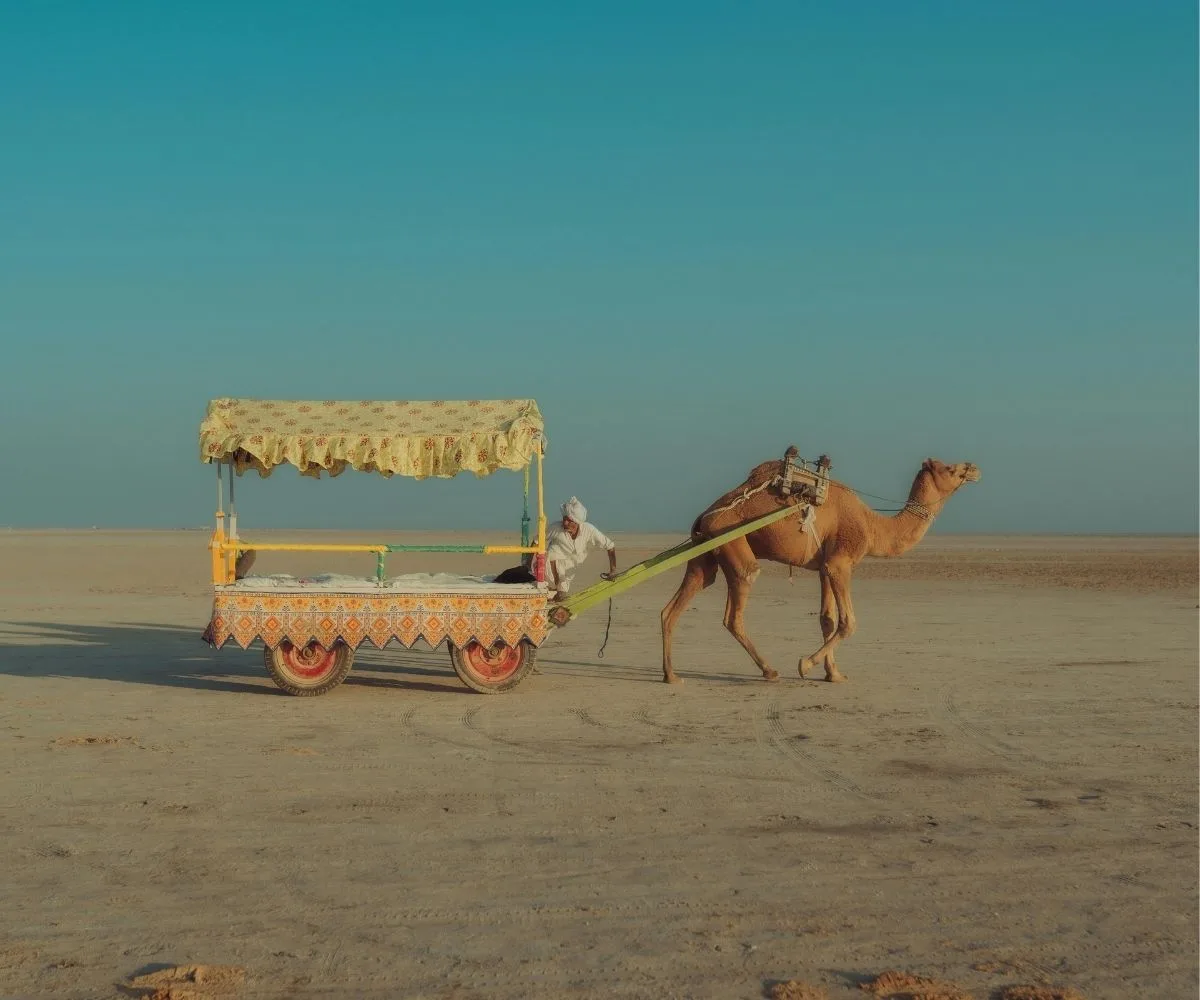 camel view at desert