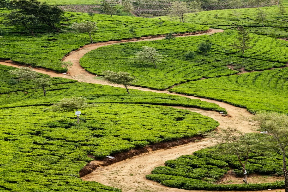 Tea Plantation at Nuwara Eliya