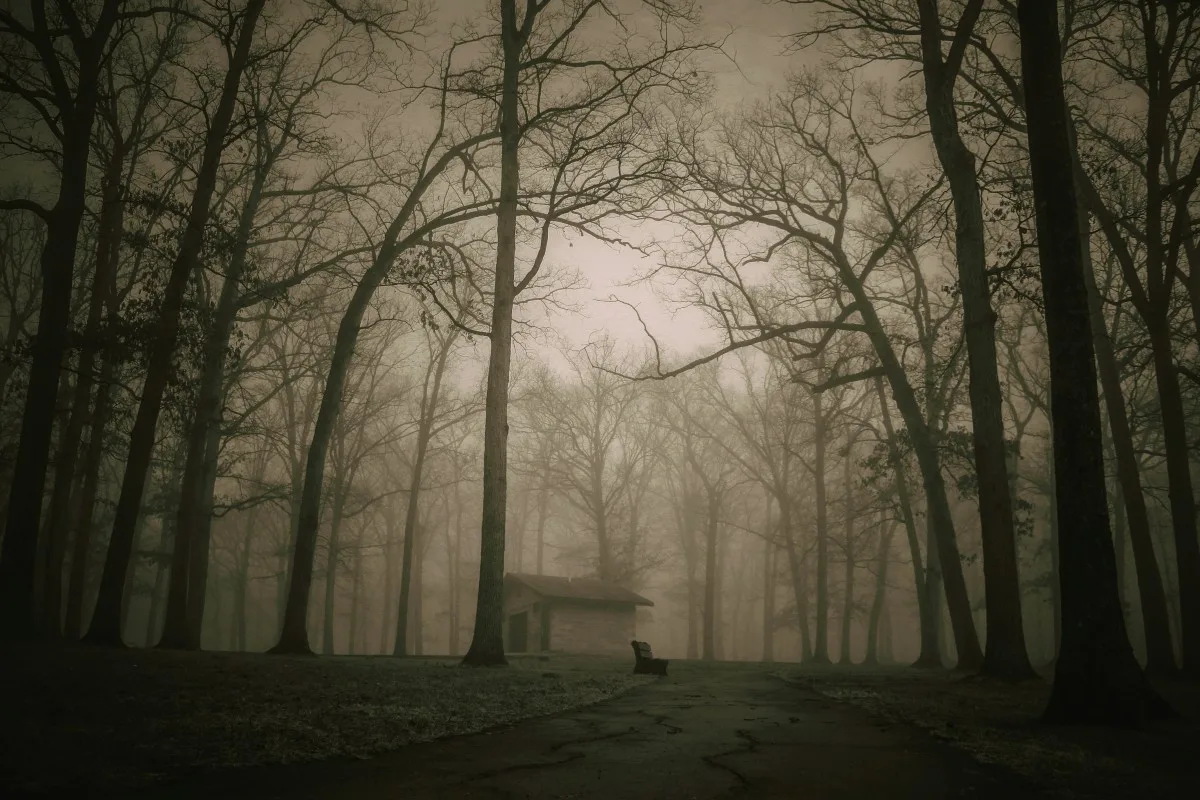 stranger forest side location