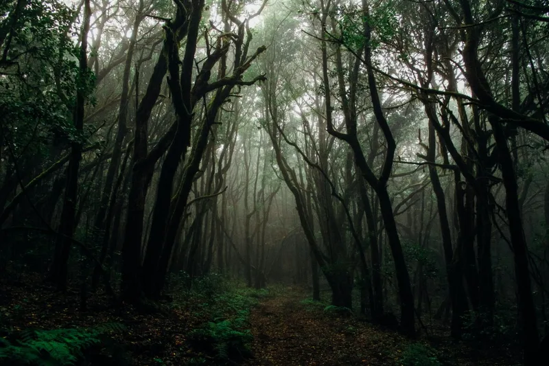 Dering Woods, Kent