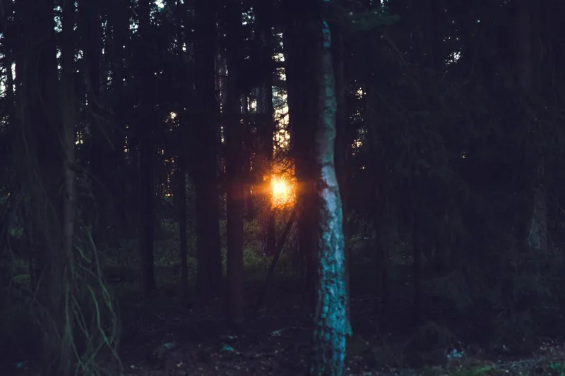Wychwood Forest, Oxfordshire