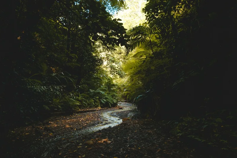 Freetown State Forest, Massachusetts
