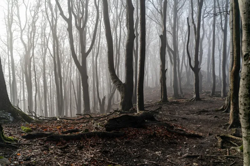 Dow Hill Forest, Kurseong