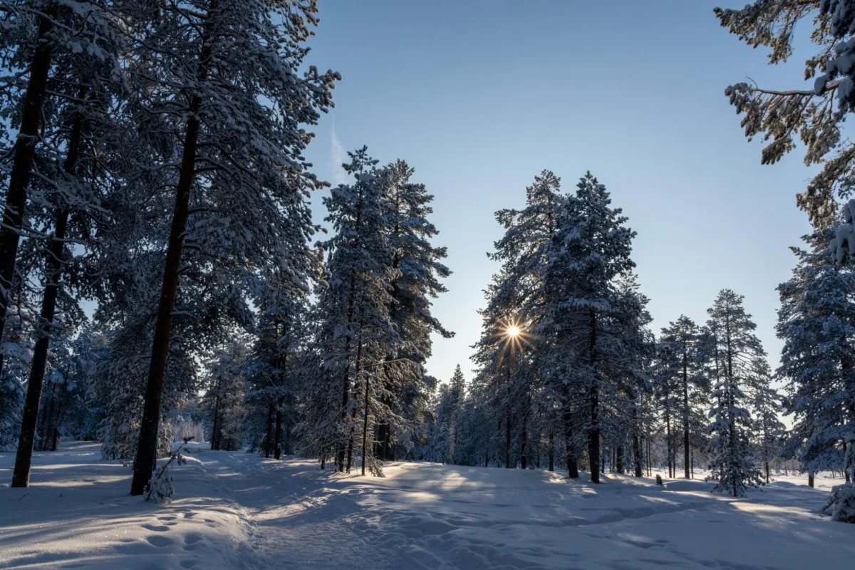 Path through the winterly forest in Rovaniemi